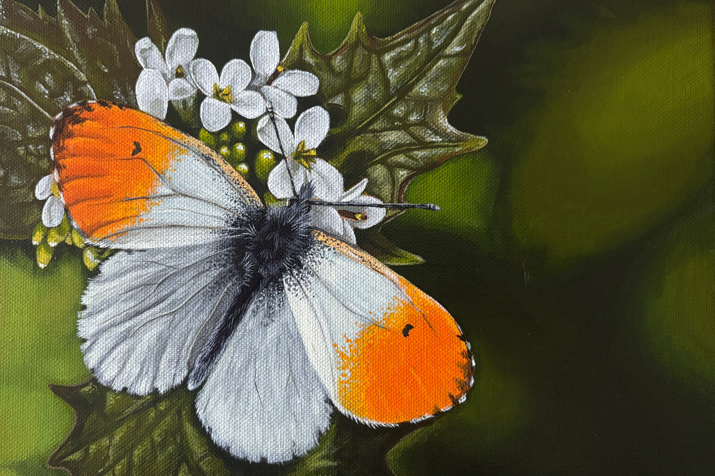 Orange tip