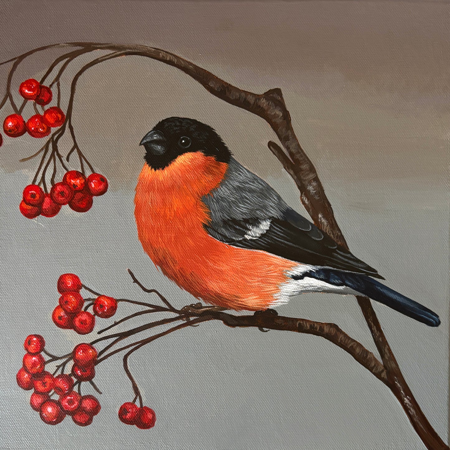 Bullfinch