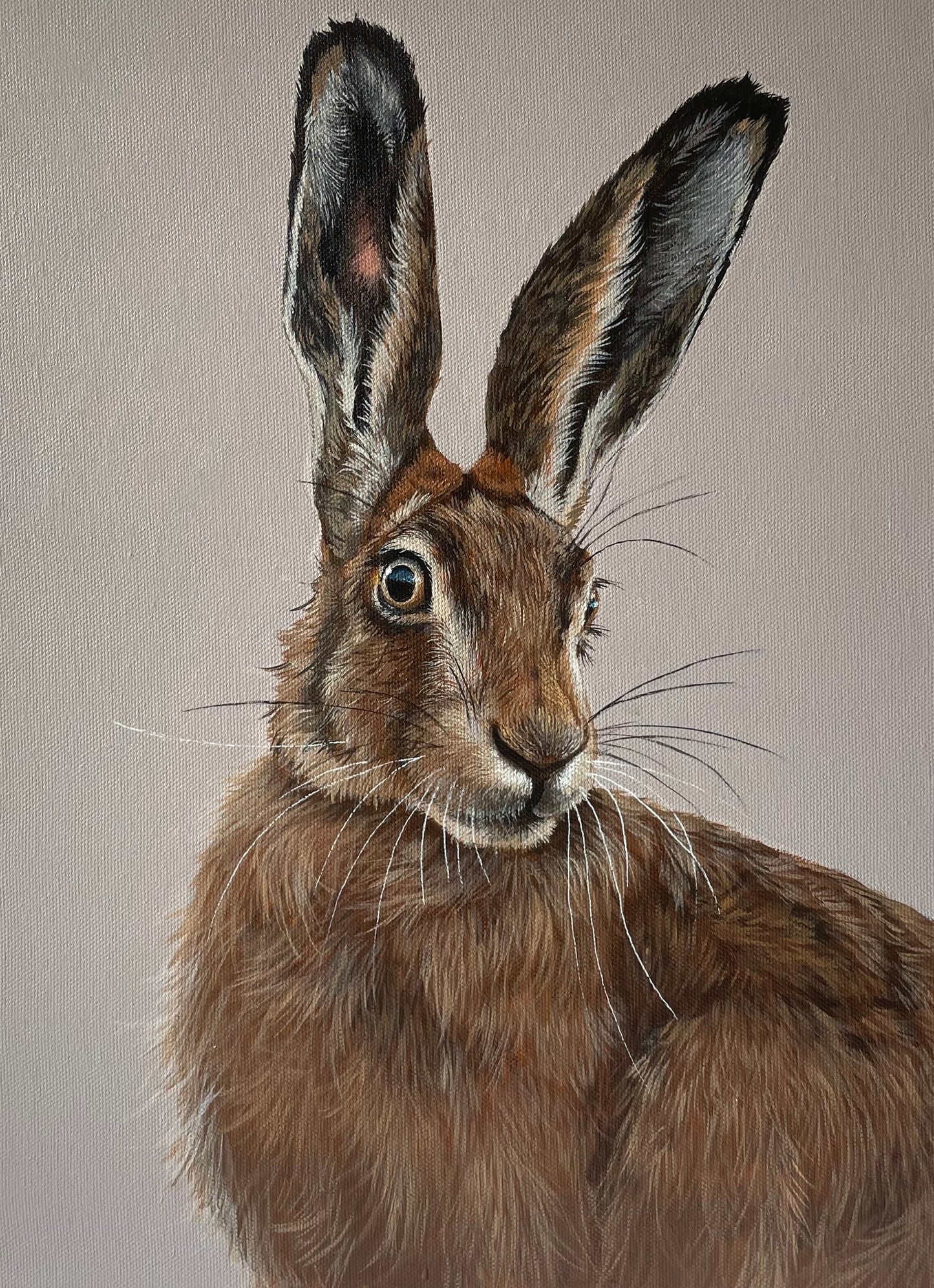 Hare