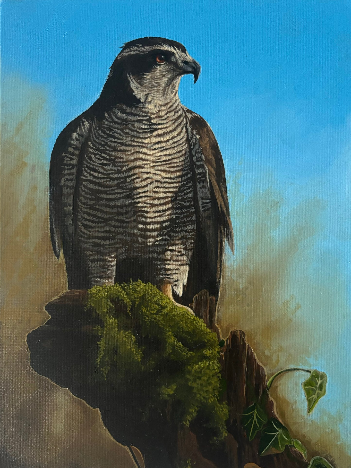 Sparrowhawk