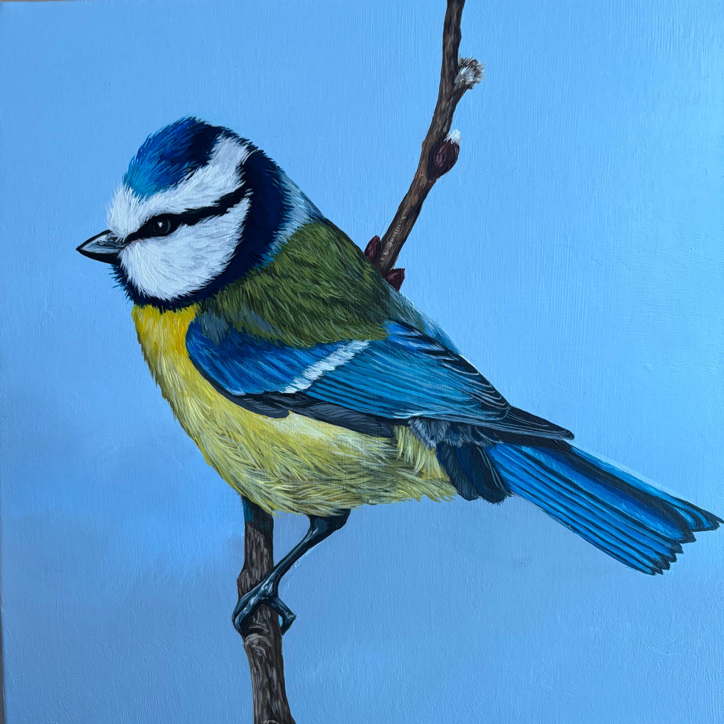 Blue Tit in Spring