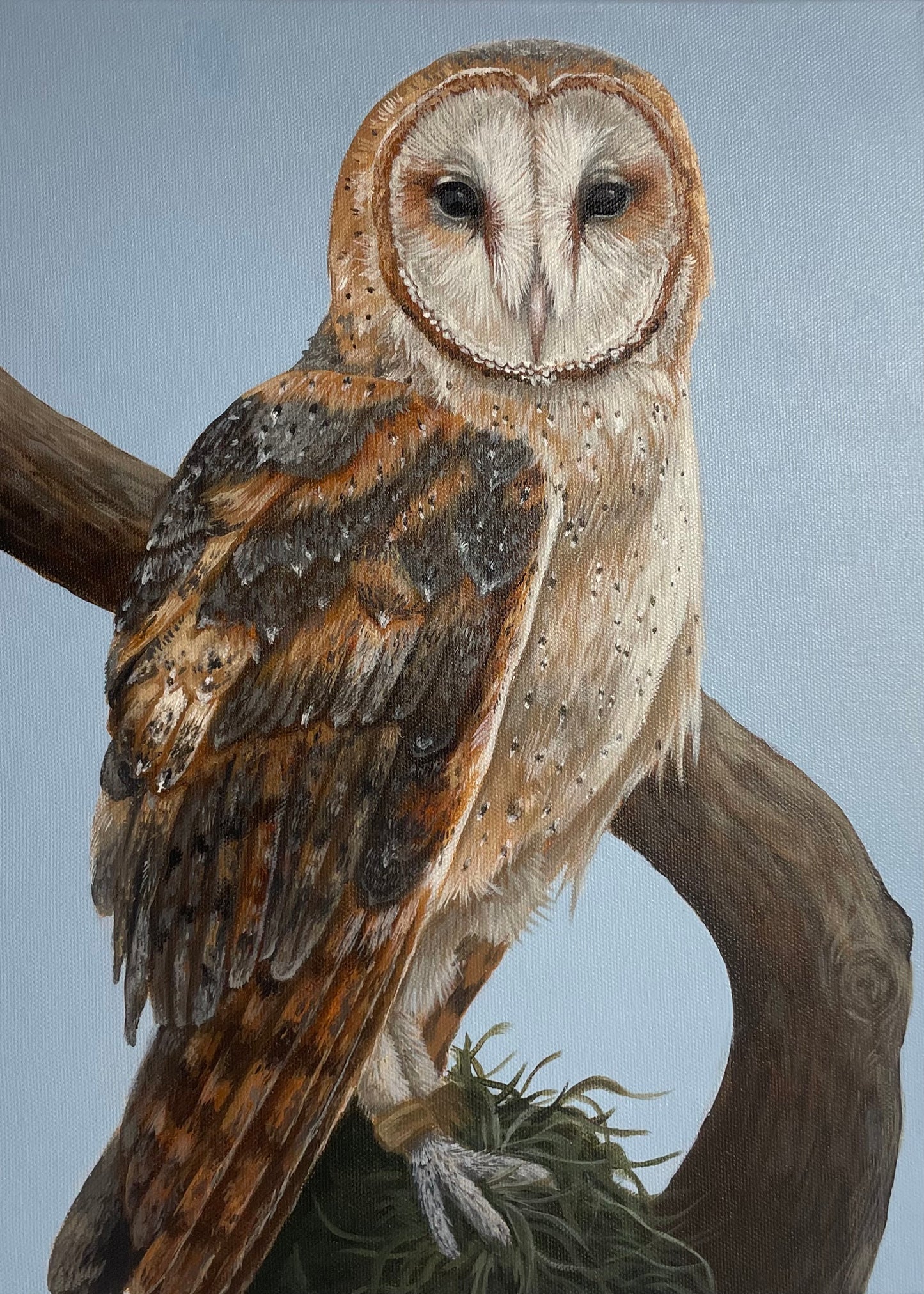 Barn Owl