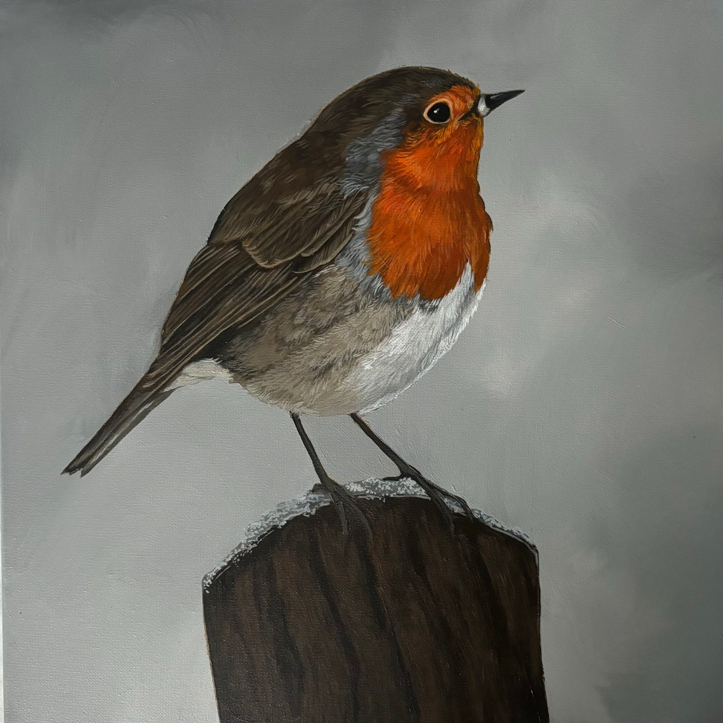Robin Redbreast
