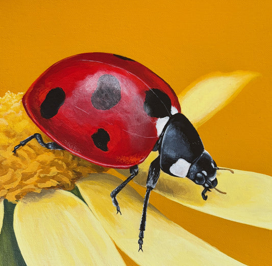 Ladybird