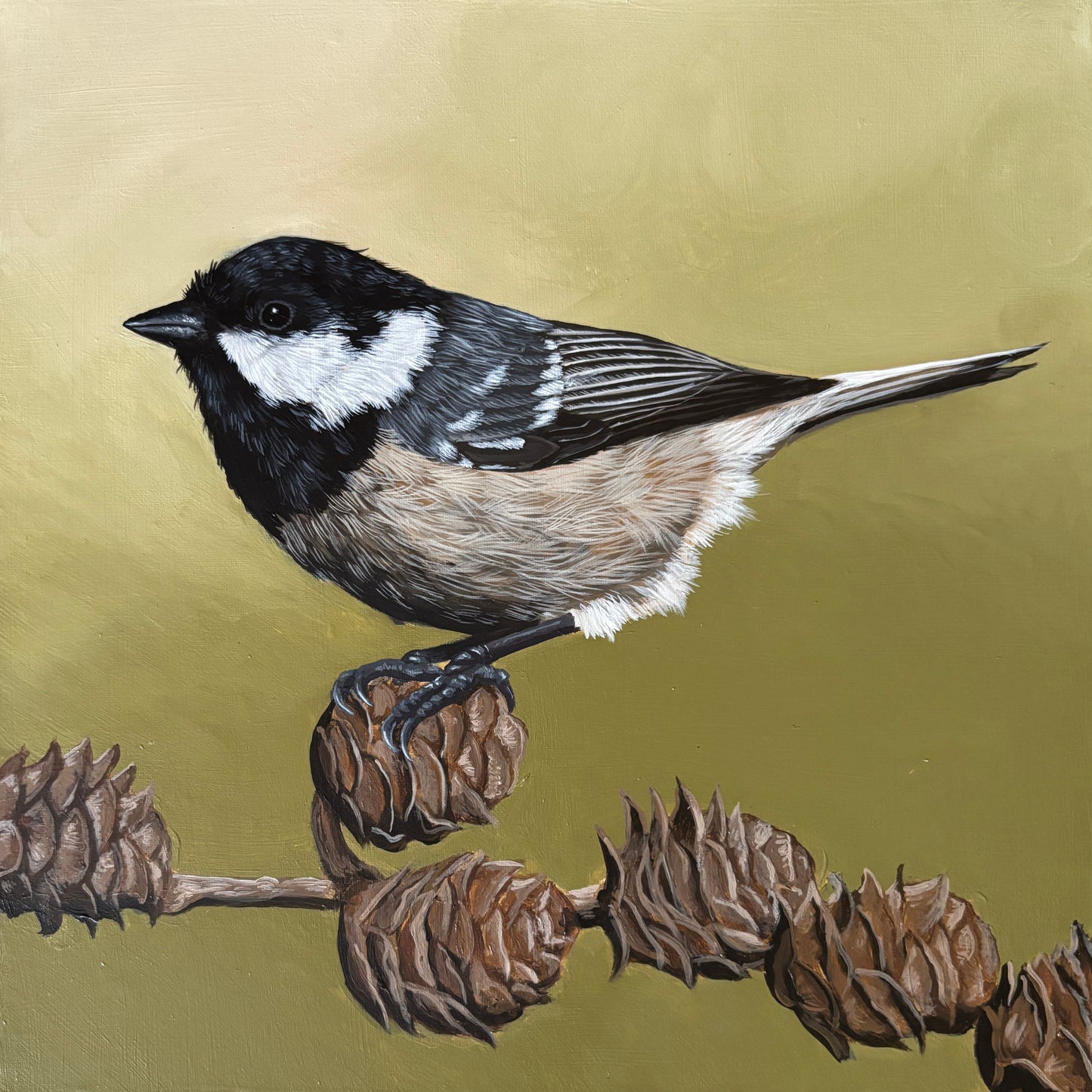 Coal tit
