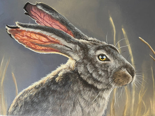 Norfolk Hare