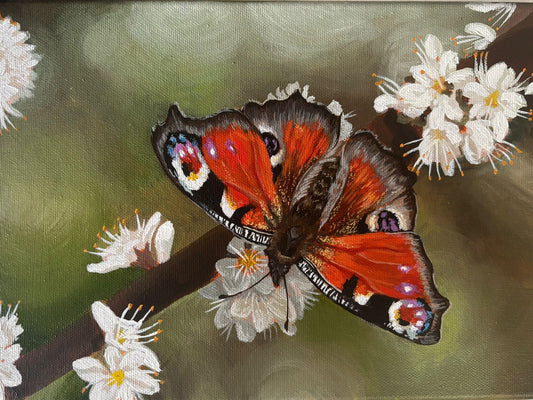 Peacock Butterfly
