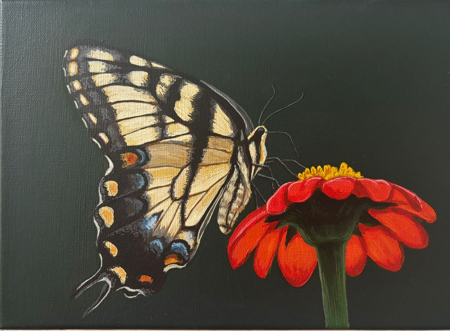 Swallowtail Butterfly