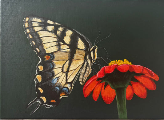 Swallowtail Butterfly