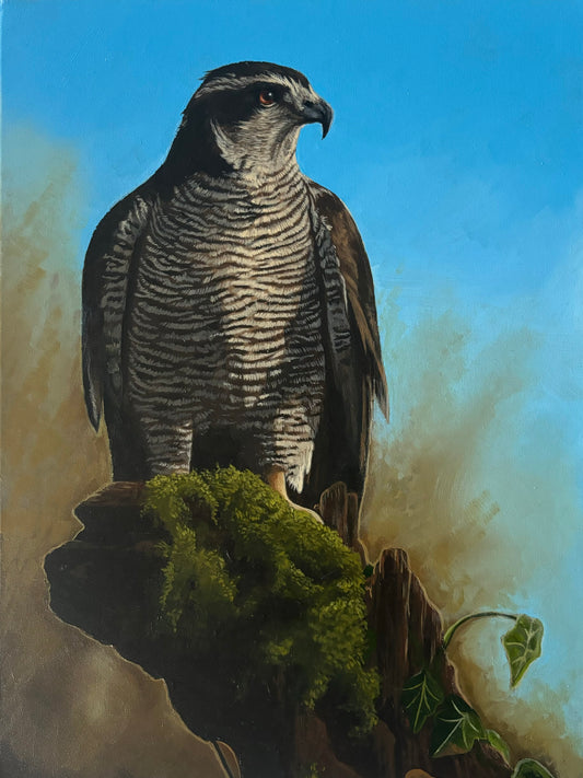 Sparrowhawk