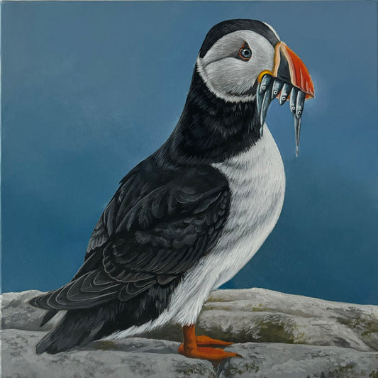 Puffin
