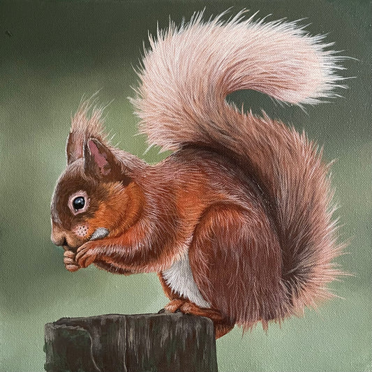 Squirrel